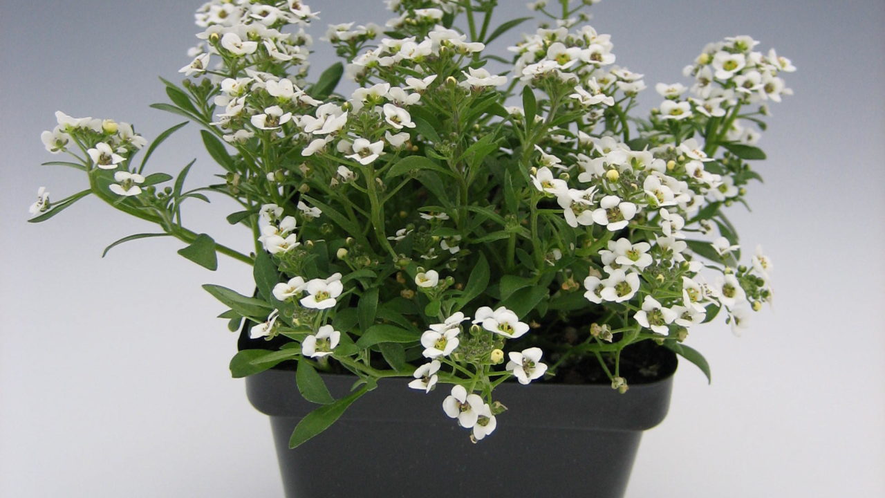 Alyssum Mix BloomMasters