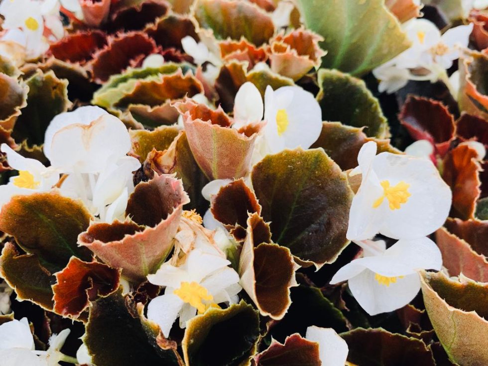 Begonia Whopper Bronze Leaf Rose BloomMasters