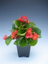 Begonia Green Leaf Red