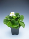 Begonia Green Leaf White
