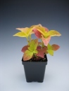 Coleus Alabama 