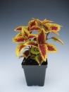 Coleus Gold Edge