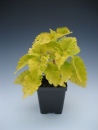 Coleus Gold Lace 