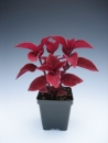 Coleus Oxblood 