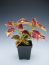 Coleus Painted Lady