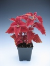Coleus Pineapple Red