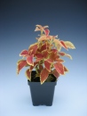 Coleus Rustic Orange