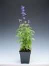 Salvia Victoria Blue