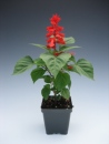 Salvia Vista Red