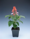 Salvia Vista Salmon