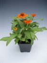 Zinnia Profusion Orange