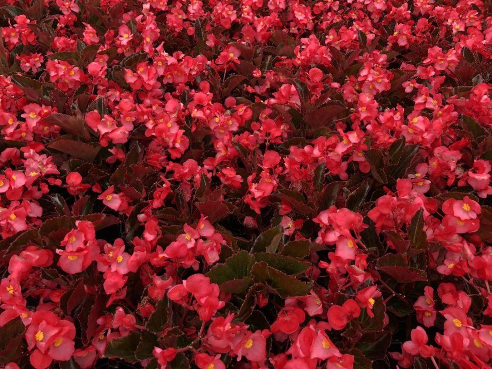 Begonia Big Bronze Leaf Rose BloomMasters