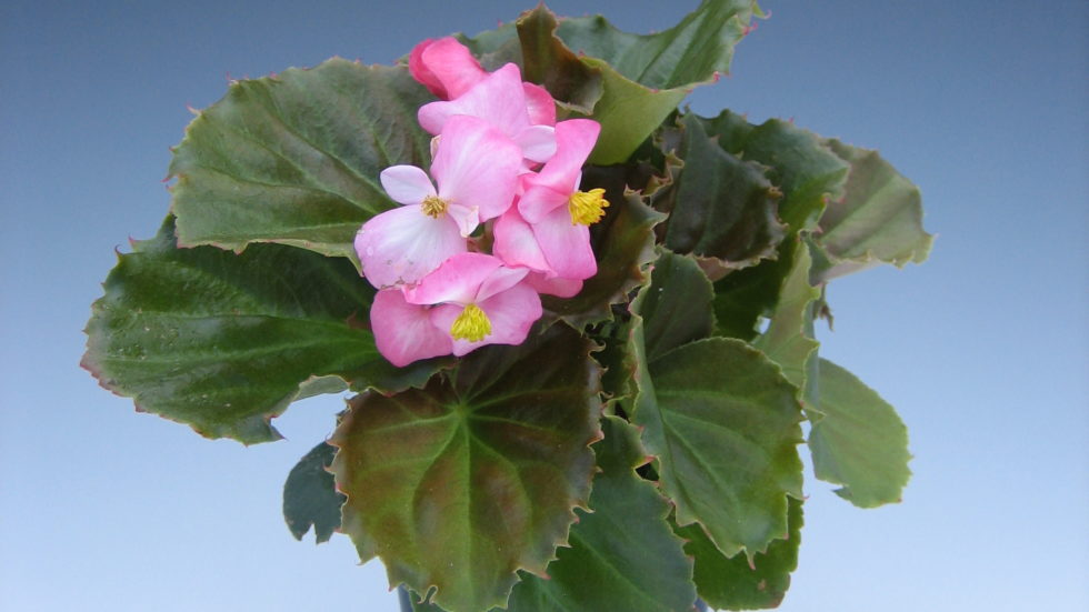 Begonia Bronze Leaf Mix BloomMasters