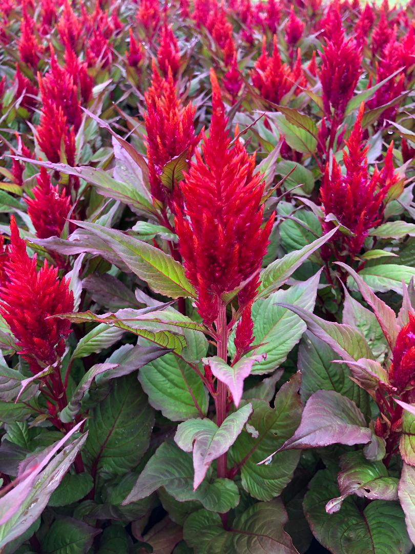 Celosia Red (Bronze Leaf) BloomMasters