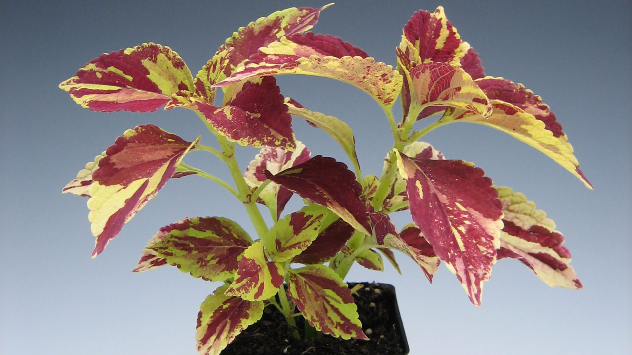 Coleus Othello | Bloom-Masters