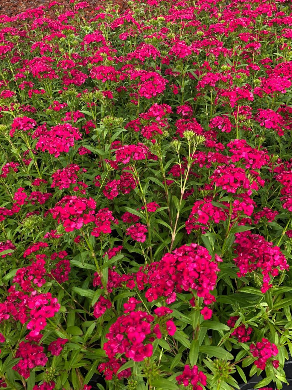 Dianthus Jolt Cherry BloomMasters