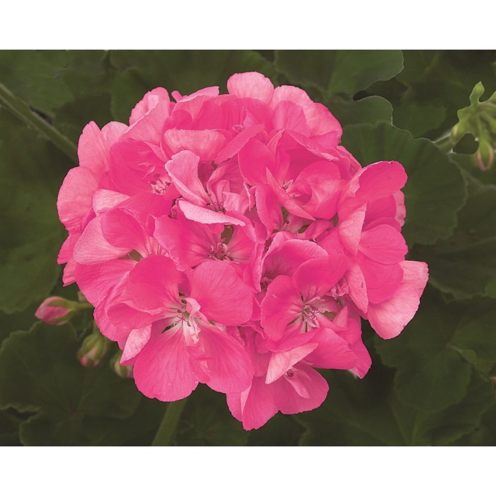 Geranium Salmon BloomMasters