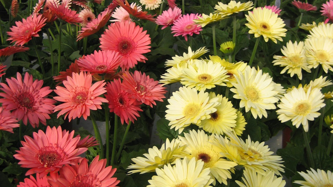 Gerbera Daisy BloomMasters