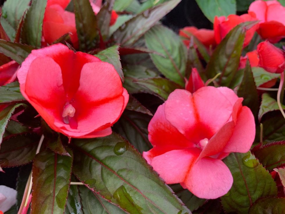 Impatiens New Guinea Salmon BloomMasters