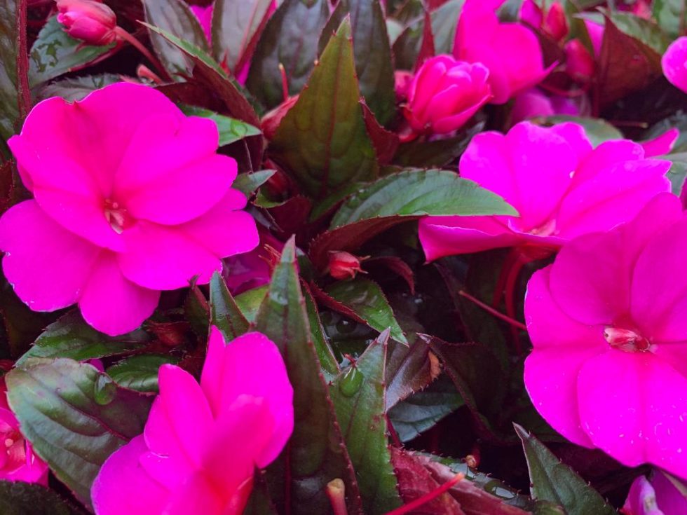 Impatiens New Guinea Magenta BloomMasters