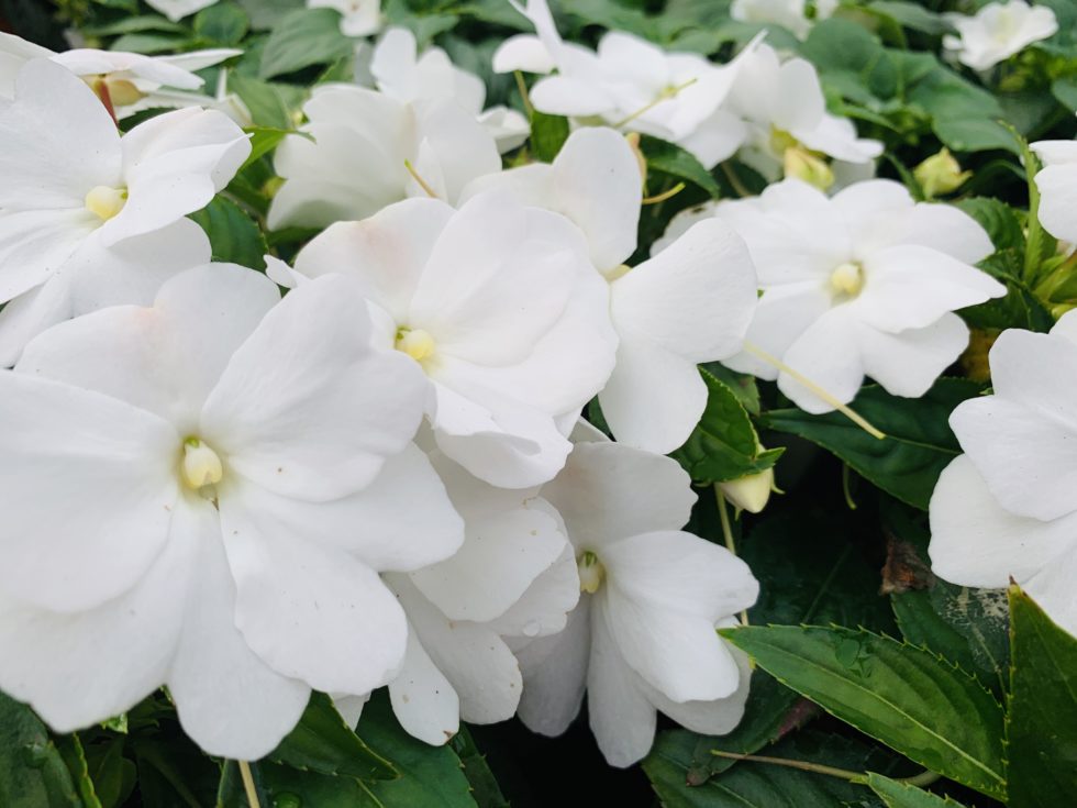 Impatiens New Guinea White BloomMasters