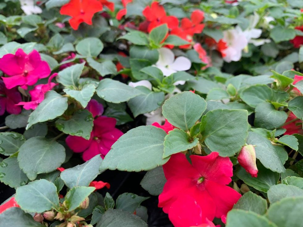 Impatiens New Guinea White BloomMasters