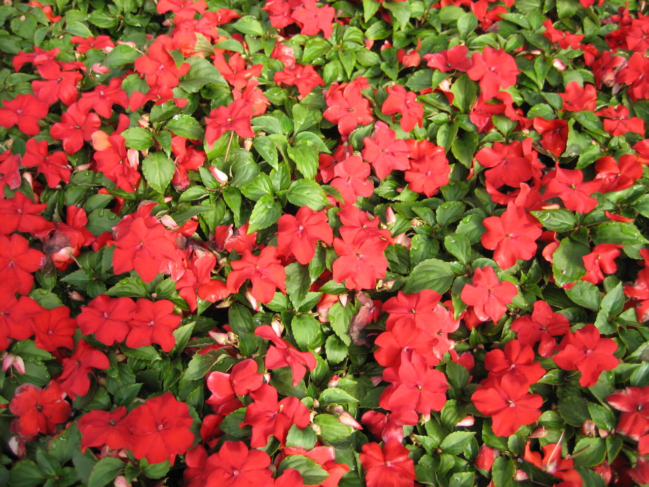Impatiens Seed Red BloomMasters