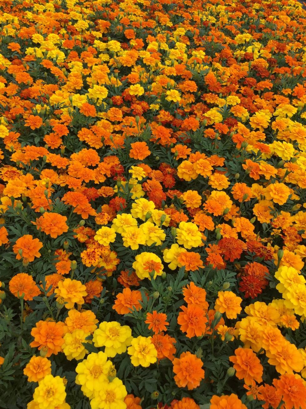 Marigolds Durango Mix BloomMasters
