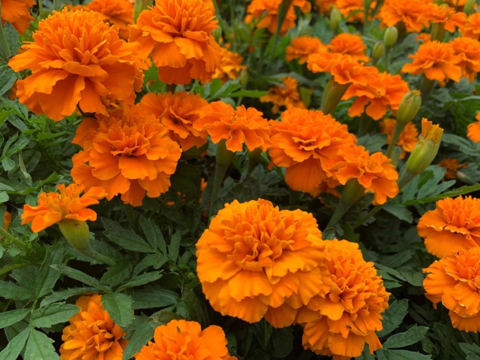 Marigolds Durango Bolero BloomMasters