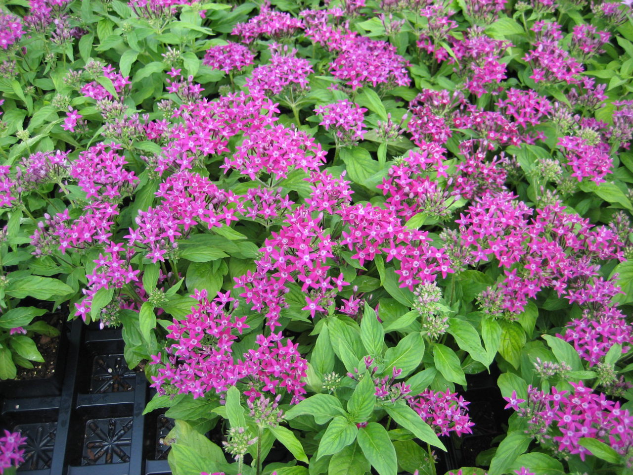 Pentas Dwarf Violet BloomMasters