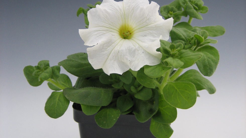 Petunia Compact Grandiflora White BloomMasters