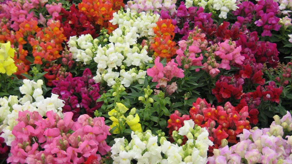 Snapdragons Dwarf Mix BloomMasters