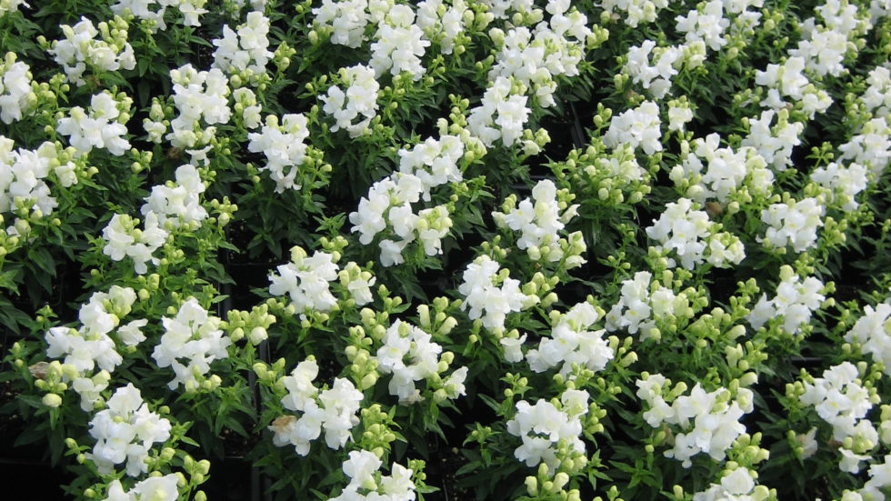 Snapdragons Dwarf White BloomMasters