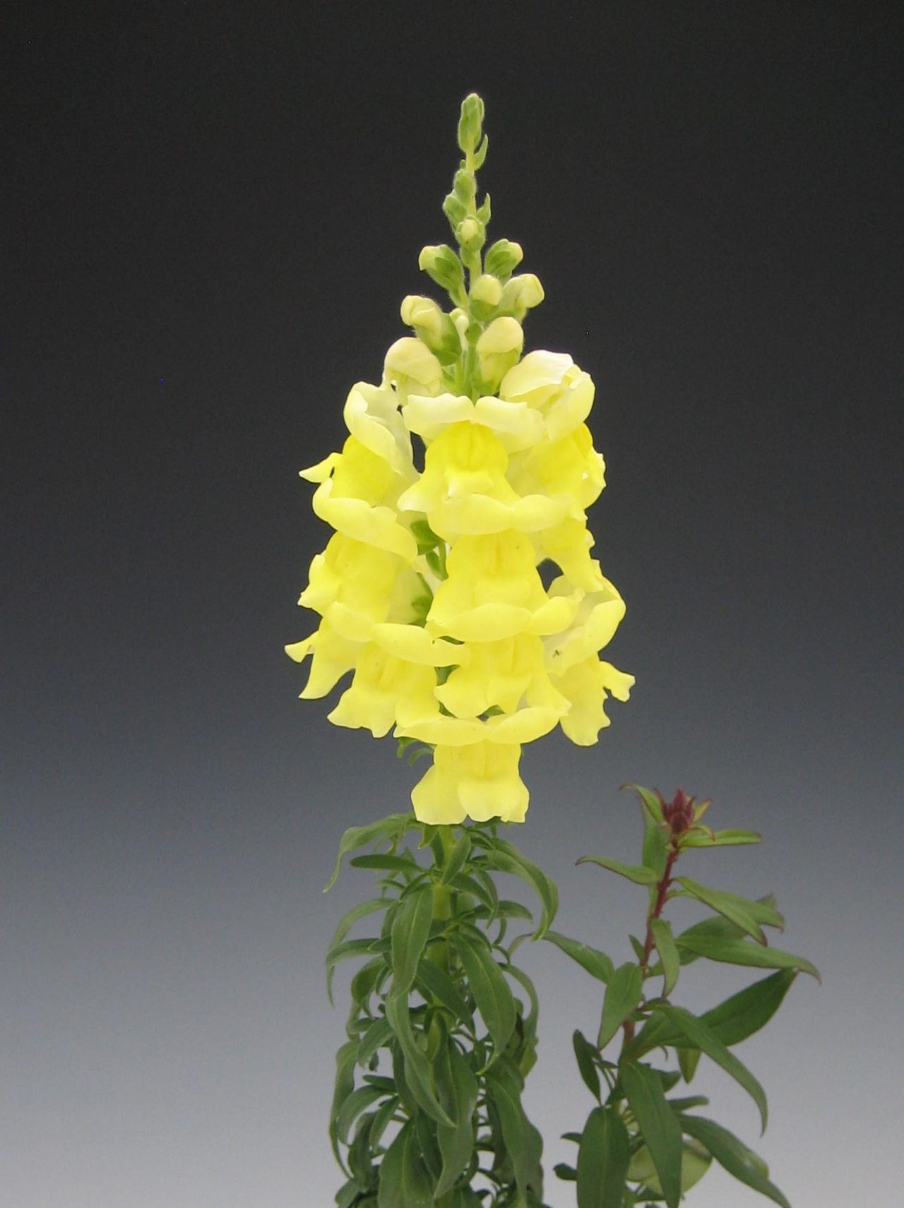 Snapdragons Tall Yellow BloomMasters