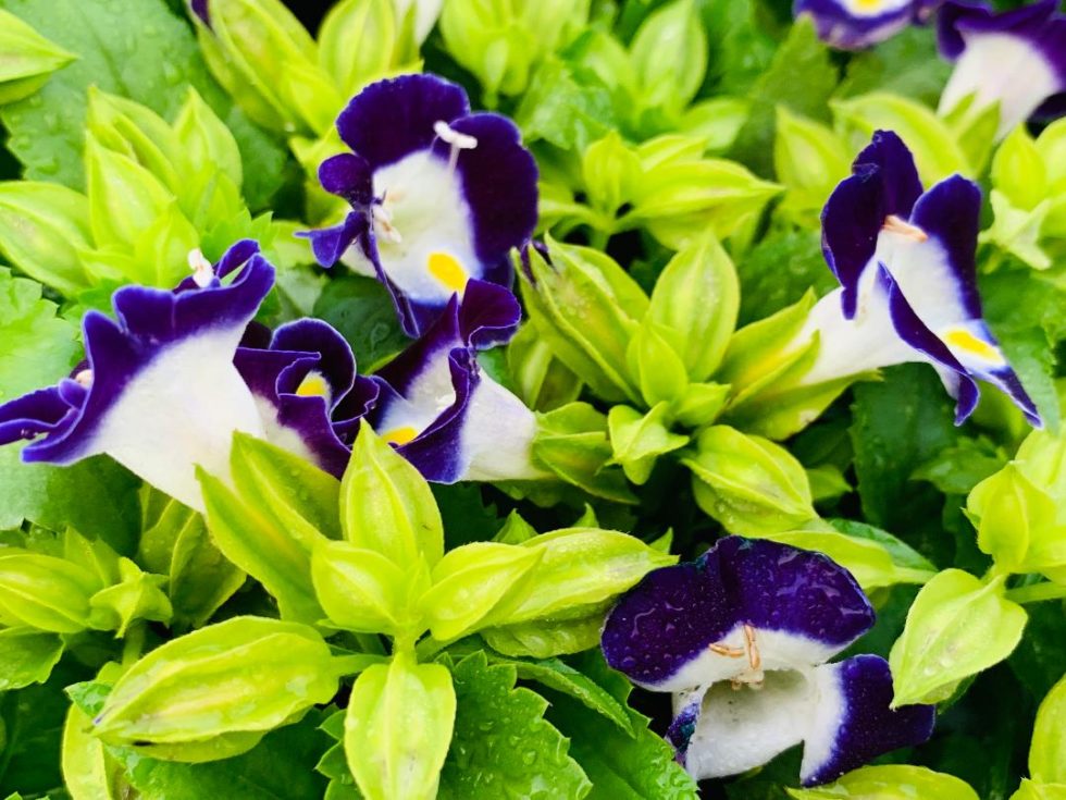 Torenia Deep Blue | Bloom-Masters