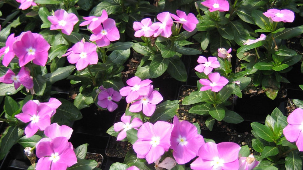 Vinca Mix BloomMasters