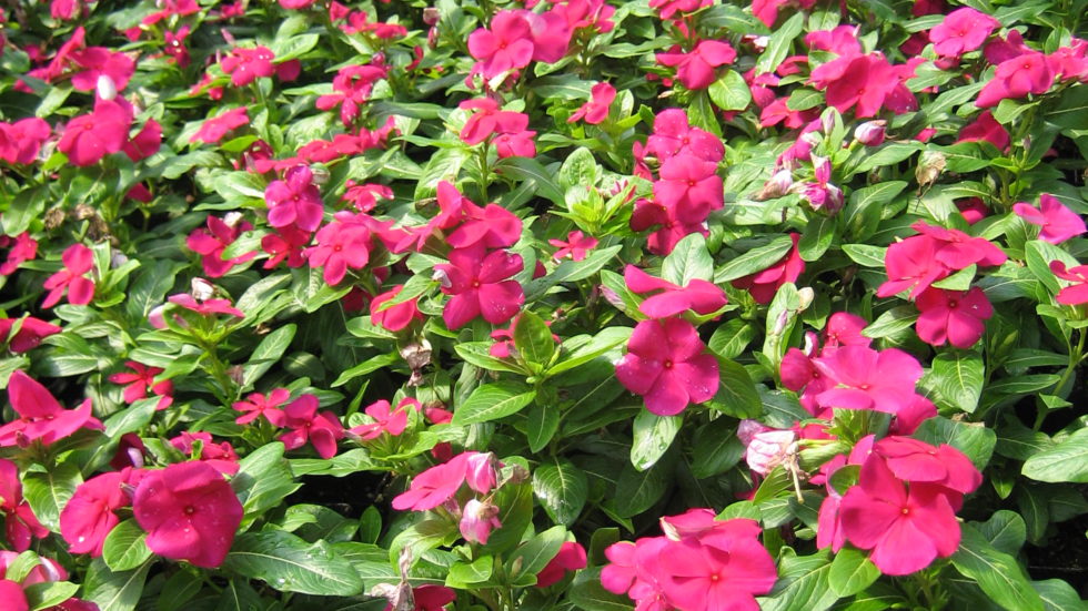 Vinca BloomMasters