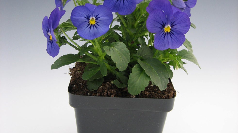 Violas Deep Blue BloomMasters